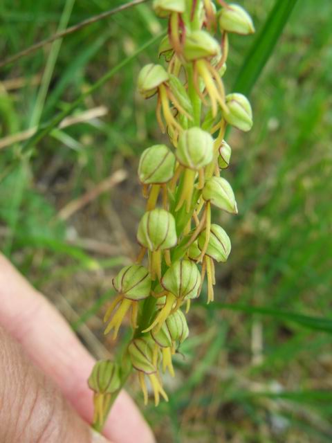 Orchis anthropophora?